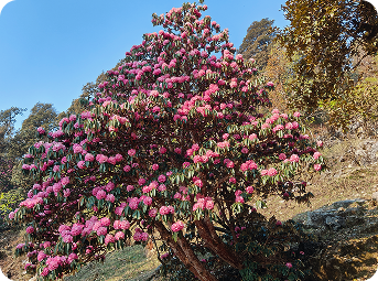 Blooming Budransh in Khaliya Top, Munsiyari